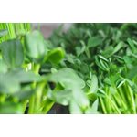 Greens 2 u Microgreens