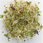 Mumm's Certified Organic Spring Salad 250gr